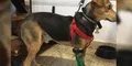 Joven de 19 años regala prótesis y sillas de ruedas que fabrica a perros amputados [FOTOS y VIDEO]
