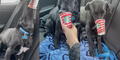 Encantador perrito disfruta de un Puppuccino de Starbucks en el automóvil de su dueña