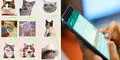 ¿Se borraron tus stickers de WhatsApp y no sabes qué hacer? Te enseñamos cómo recuperarlos