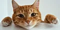 Científicos revelan que los gatos son más inteligentes que los humanos: son capaces de identificar palabras