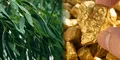 Científicos descubren que un árbol que crece en todas partes extrae el oro del suelo hasta sus hojas