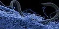 Científicos descubren que un grupo de bacterias aprendió a utilizar la electricidad como una herramienta de limpieza