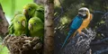 ¿Sabías cómo se llama la cría de un loro? El curioso término que pocos conocen y su origen
