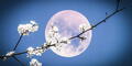 Luna de Flores 2025: qué significa, cuándo será visible y cómo disfrutar de este evento astronómico