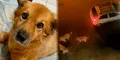 Perrita muere desgarrada protegiendo a su dueña de tres dogos argentinos en Chiclayo: "No merecía sufrir"