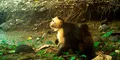 Científicos observan en América Latina que unos monos han comenzado a secuestrar a las crías de otras especies para llevarlas como adornos