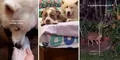 Perritos se entristecen al ver que su 'hermano de cuatro patas' falleció: uno de ellos intentó desenterrarlo