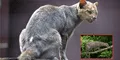 Un felino depredador que se pensaba extinto reaparece en su hábitat natural después de 40 años