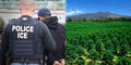 Nuevo objetivo en redadas de inmigración en EEUU: ICE está arrestando a trabajadores del sector agrícola de este estado