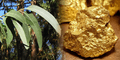 Científicos descubrieron que un árbol muy común en el mundo extrae el oro del suelo hasta las hojas