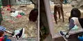 Chimpancé se sorprende al ver la pierna protésica de hombre: llama a sus amigos para que la observen también