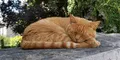 Científicos descubren que la mayoría de los gatos duermen del lado izquierdo para reaccionar ante una amenaza