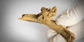 Impactante hallazgo de violencia prehistórica en España: encuentran una flecha clavada en costilla humana hace 4.000 años