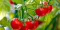 Científicos descubren que unos tomates sudamericanos están evolucionando a la inversa para no dejarse comer
