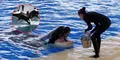 ¿Por qué las orcas ofrecen alimentos a los humanos como si fueran de su manada? Estudio científico ofrece nuevos hallazgos