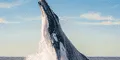 Miles de ballenas migran desde la Antártida hacia Perú: dónde verlos tras el inicio de la temporada de avistamientos 2025
