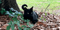 El gato de un científico se fue de cacería y ayudó a descubrir un misterioso virus nunca antes visto