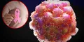 Científicos españoles identifican la proteína que ayuda a las células cancerosas a expandirse a otros órganos: "Son capaces de evadir el sistema inmune"