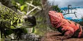 Descubren dos crías de iguana rosada de Galápagos y dan esperanza a esta especie en peligro crítico de extinción