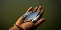 Científicos confirman que los peces sufren de dolor intenso hasta 24 minutos después de ser capturados