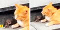Ratoncito conmueve en redes al ‘rogar’ a un gato por su vida: “Tom y Jerry de la vida real”