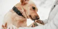 Científicos confirman que los perros pueden oler el Parkinson antes que aparezcan los síntomas y con 98% de precisión
