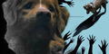 'Good Boy', la inquietante película de terror narrada desde la mirada de un perro que busca salvar a su dueño de una presencia fantasmal
