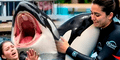 ¿Es real la historia de Jessica Radcliffe? La verdad detrás del video viral de su supuesta muerte tras ataque de una orca
