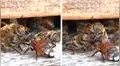 YouTube viral: abeja quedó herida y enjambre fue ayudarla, miles quedan impactados 
