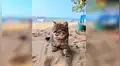 Gato bebé visita la playa por primera vez y tiene tierna reacción al tocar la arena [FOTOS]