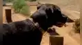 Perro acompaña a su dueña durante su arriesgado entrenamiento de motocross