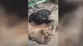 Gallina adopta a perros recién nacidos y los cuida como si fueran sus hijos [VIDEO]