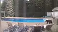 Oso invade casa y despierta a hombre que descansaba junto a la piscina [VIDEO]