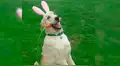 Facebook: “perro conejo” está enamorando las redes por esta hermosa razón [VIDEO]