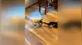 Pequeño perro defiende a su ‘amigo’ del feroz ataque de un gato y juntos salen victoriosos [VIDEO]