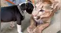 YouTube viral: tierno perro bebé trata de lamer a feroz puma y ocurre esto [VIDEO]