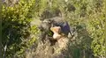 YouTube viral: valiente elefante se enfrenta a leona que quiere convertirlo en su presa y ocurre algo inesperado [VIDEO] 