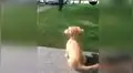 Perro protagoniza tierno reencuentro con su dueño tras volver a verlo después de varias semanas [VIDEO]