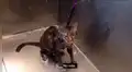 YouTube viral: Gato pide a su dueña que no lo bañe más [VIDEO] 