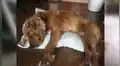 Perro callejero es atropellado, mujer lo rescata y conmueve con su nueva apariencia [VIDEO] 