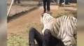 Hombre se reencuentra con tigre salvaje que cuidó de bebé y felino tiene efusiva reacción [VIDEO]