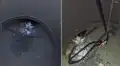Rescatistas encuentran a gato atrapado en un hoyo y hacen un increíble esfuerzo para salvarle la vida [VIDEO]