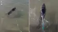 Hombre ve a extraño animal atrapado en una red cerca a la orilla de una playa y le salva la vida [VIDEO]