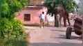Elefante aterroriza con violentas embestidas contra un tractor que lo chocó