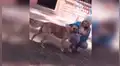 Perro callejero corres tras el auto de una familia y ellos deciden adoptarlo [VIDEO]