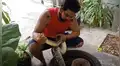 Escucha extraños ruidos al interior de una llanta, la revisa y se topa con una enorme serpiente pitón [VIDEO]