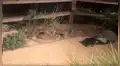 Mapaches se quedan como “estatuas” al ser descubiertos invadiendo una casa [VIDEO]