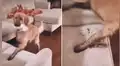 Travieso perro no hace caso a su dueña y se sube al sofá con las patas sucias [VIDEO]