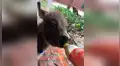 Facebook: burro fue abandonado por su madre, pero chica ocupa ese lugar y lo llena de mimos [VIDEO] 