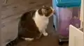 Gato obeso es puesto a dieta estricta y tiene curiosa reacción al ver su comida favorita [VIDEO]